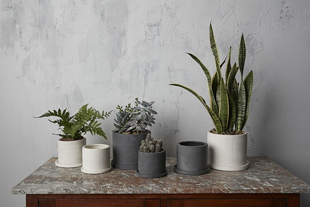 Plant Pots The Botanist Calgary