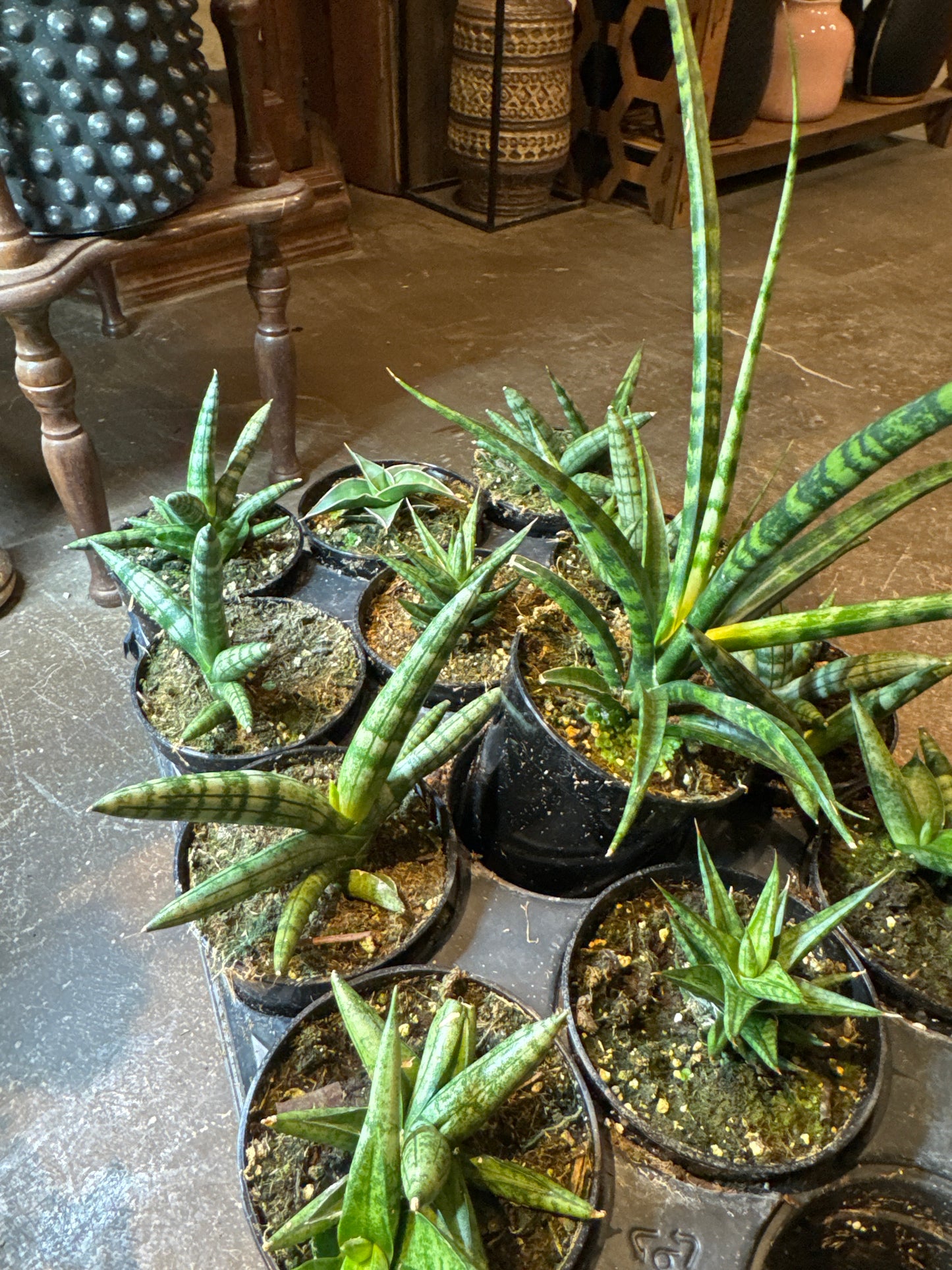 Snake Plant Mix
