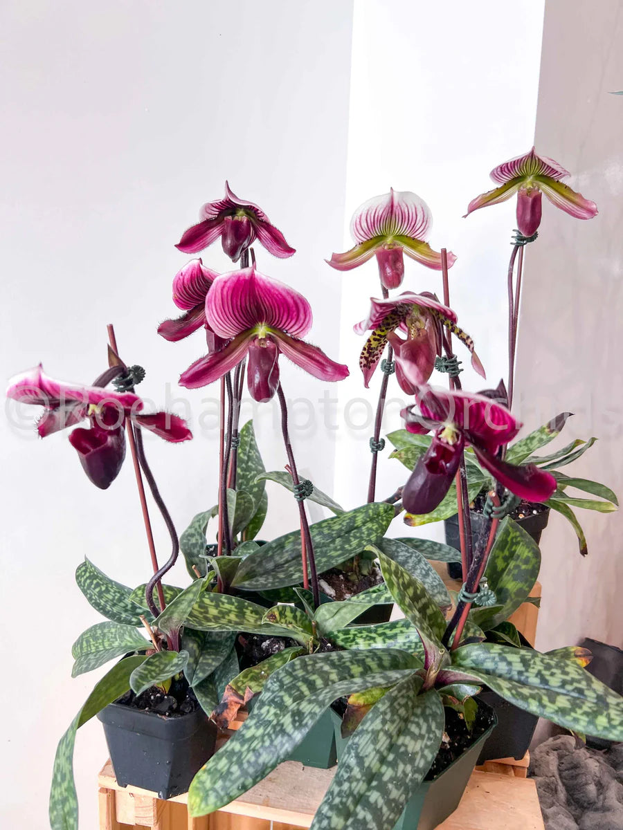 Orchids | Paphiopedilum Yi-Ying Morning Sun