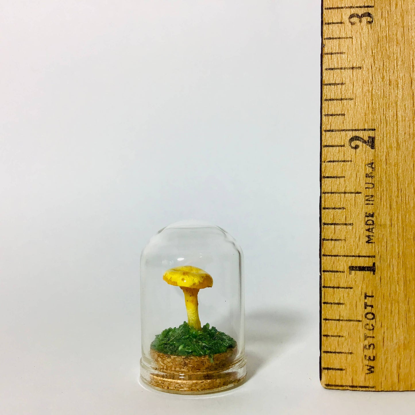 Mushroom Curio Real Fungi 1.25"
