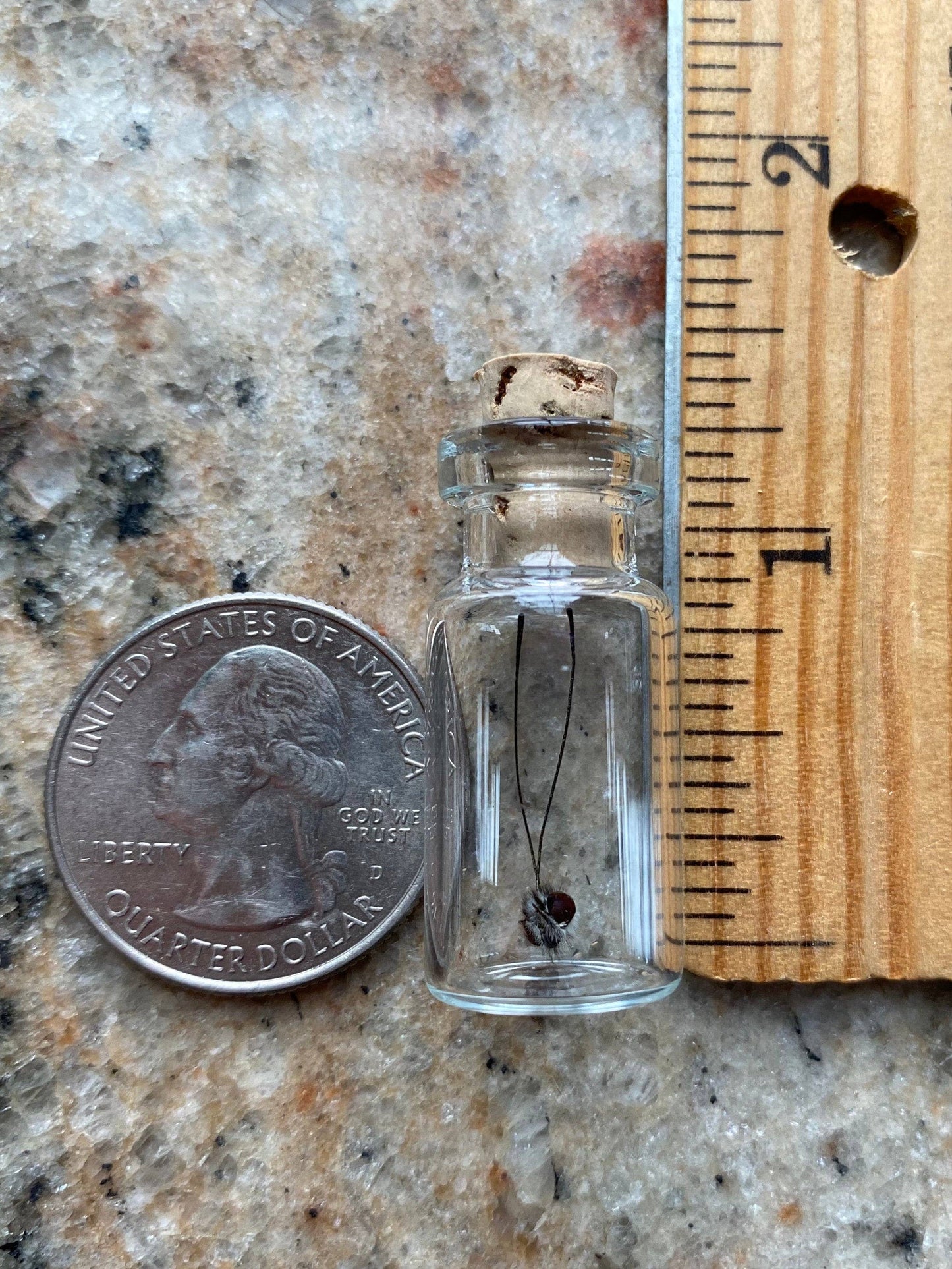 Curiosities | Butterfly Head Specimen