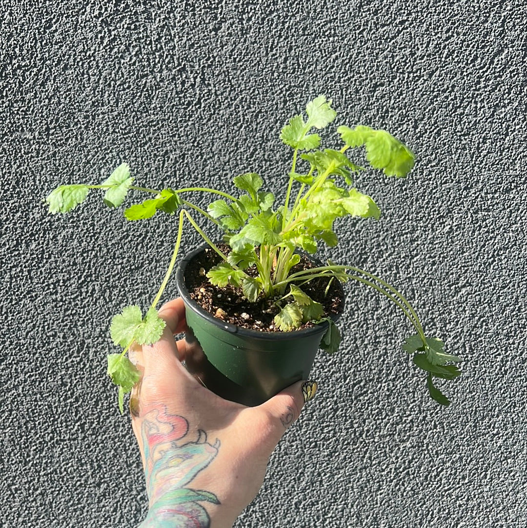 Cilantro 4" | Garden Seedling