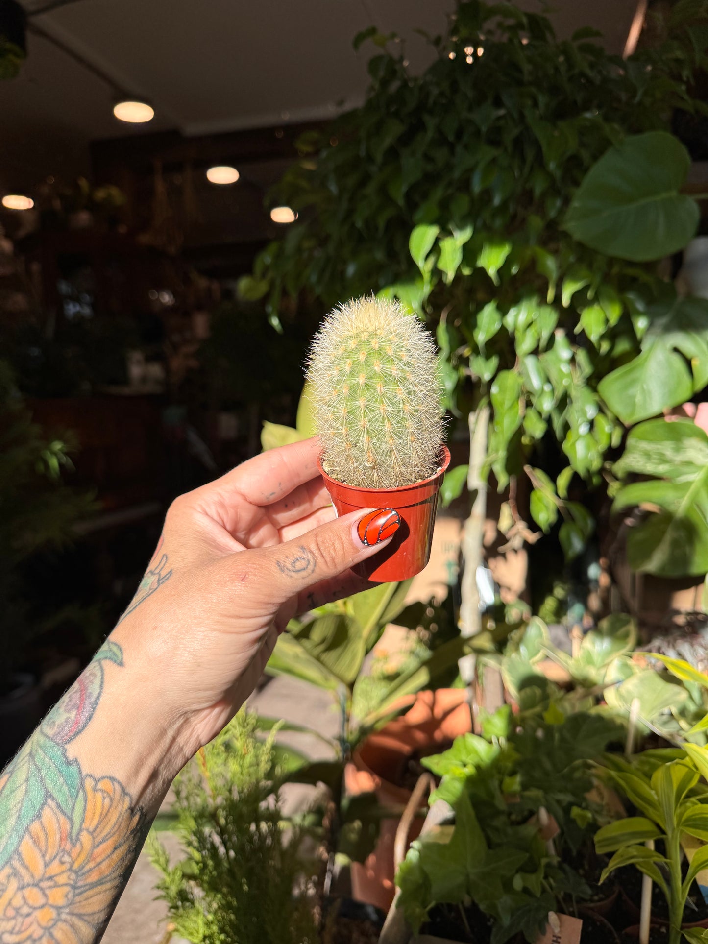 2.25” Cactus Mix