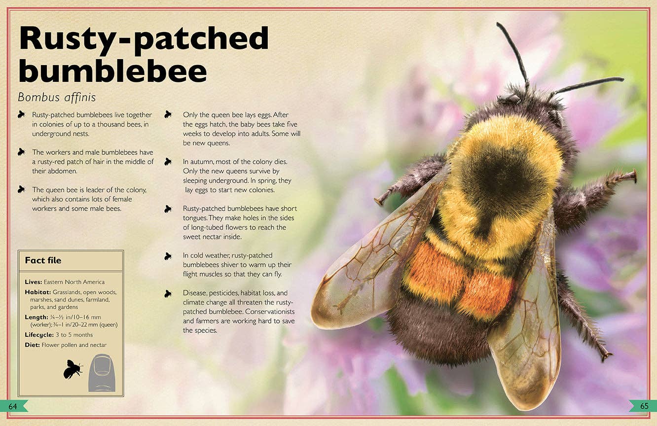 The Magnificent Book of Insects and Spiders