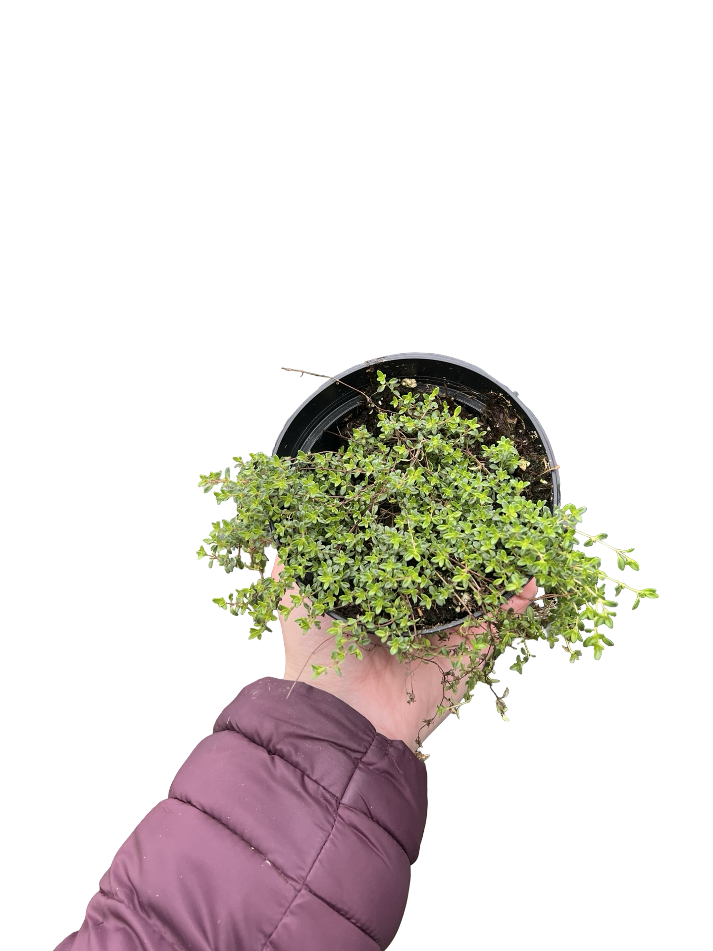 Creeping Thyme 4" | Garden Seedling
