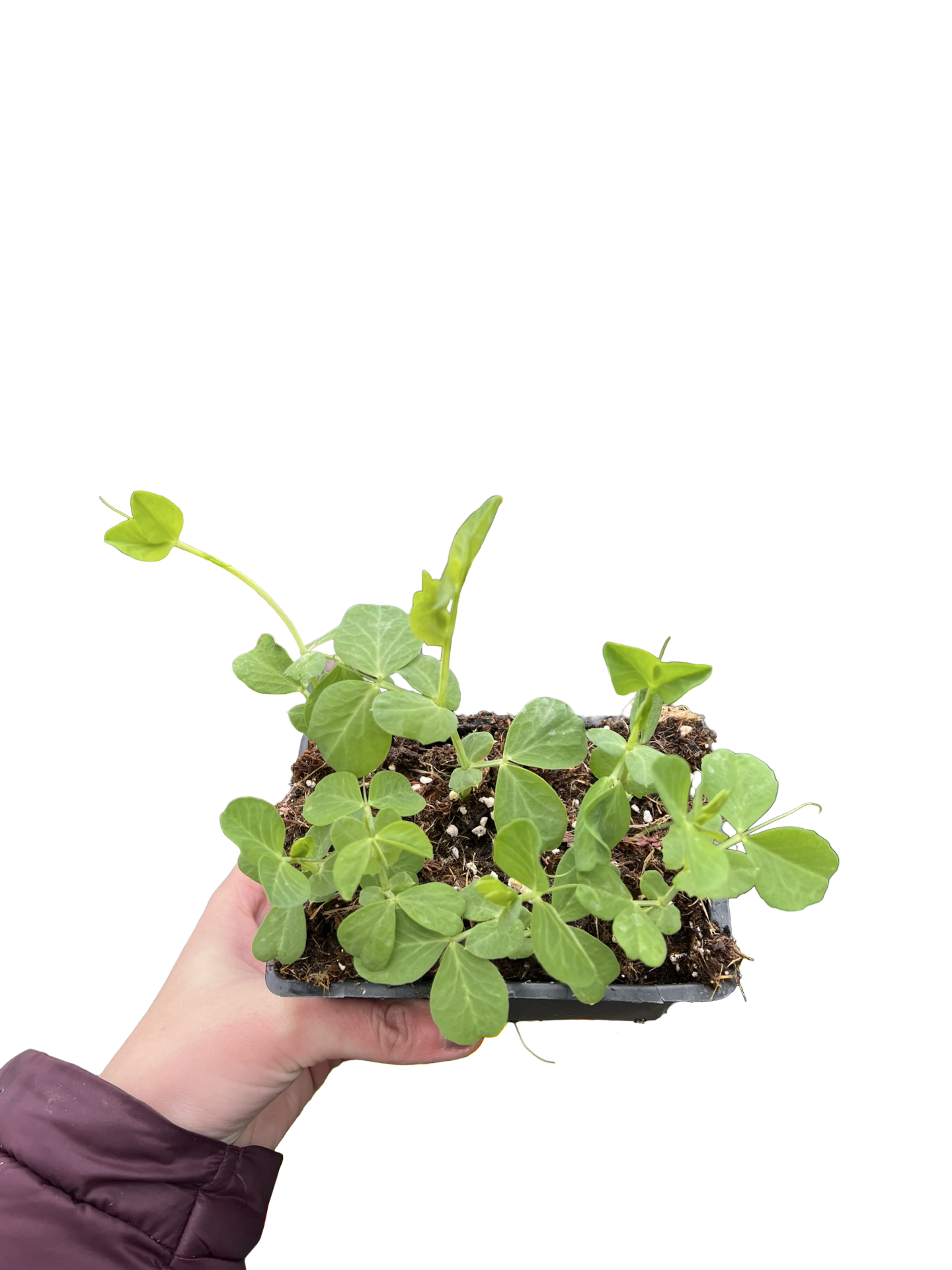 Peas | Garden Seedling