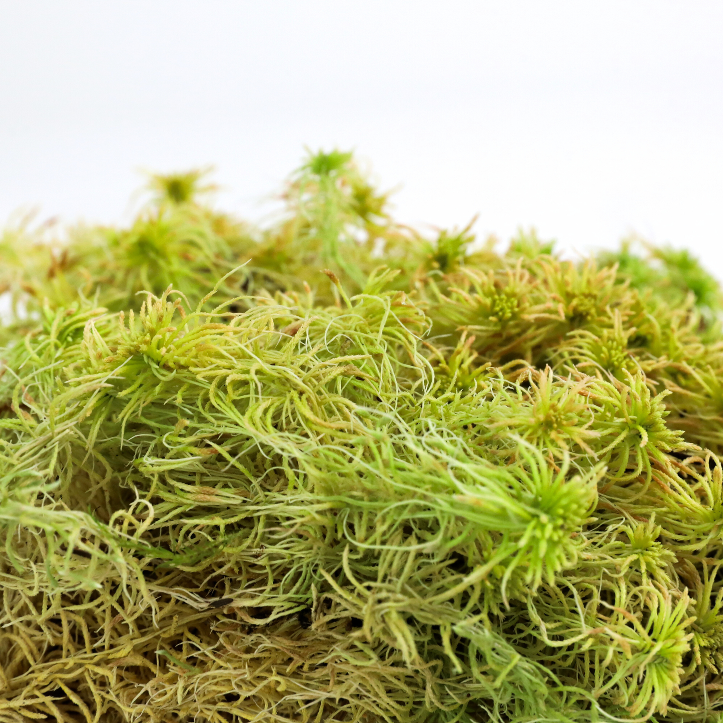 Mossify Sphagnum Moss Live