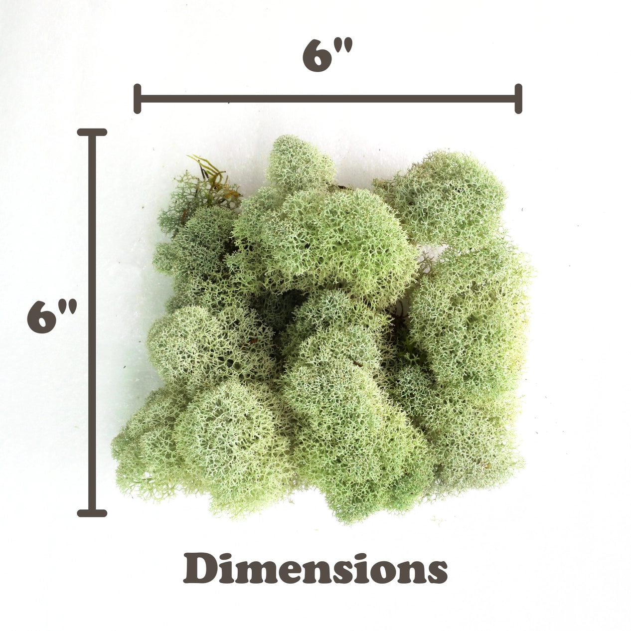 Mossify Reindeer Moss