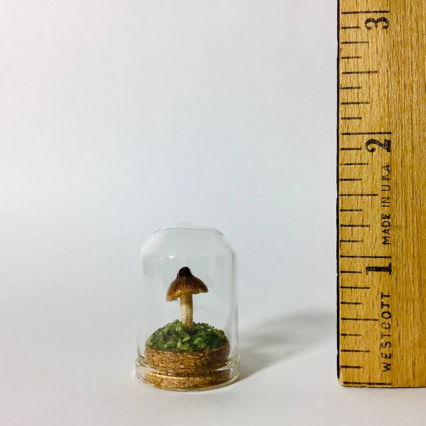Mushroom Curio Real Fungi 1.25"