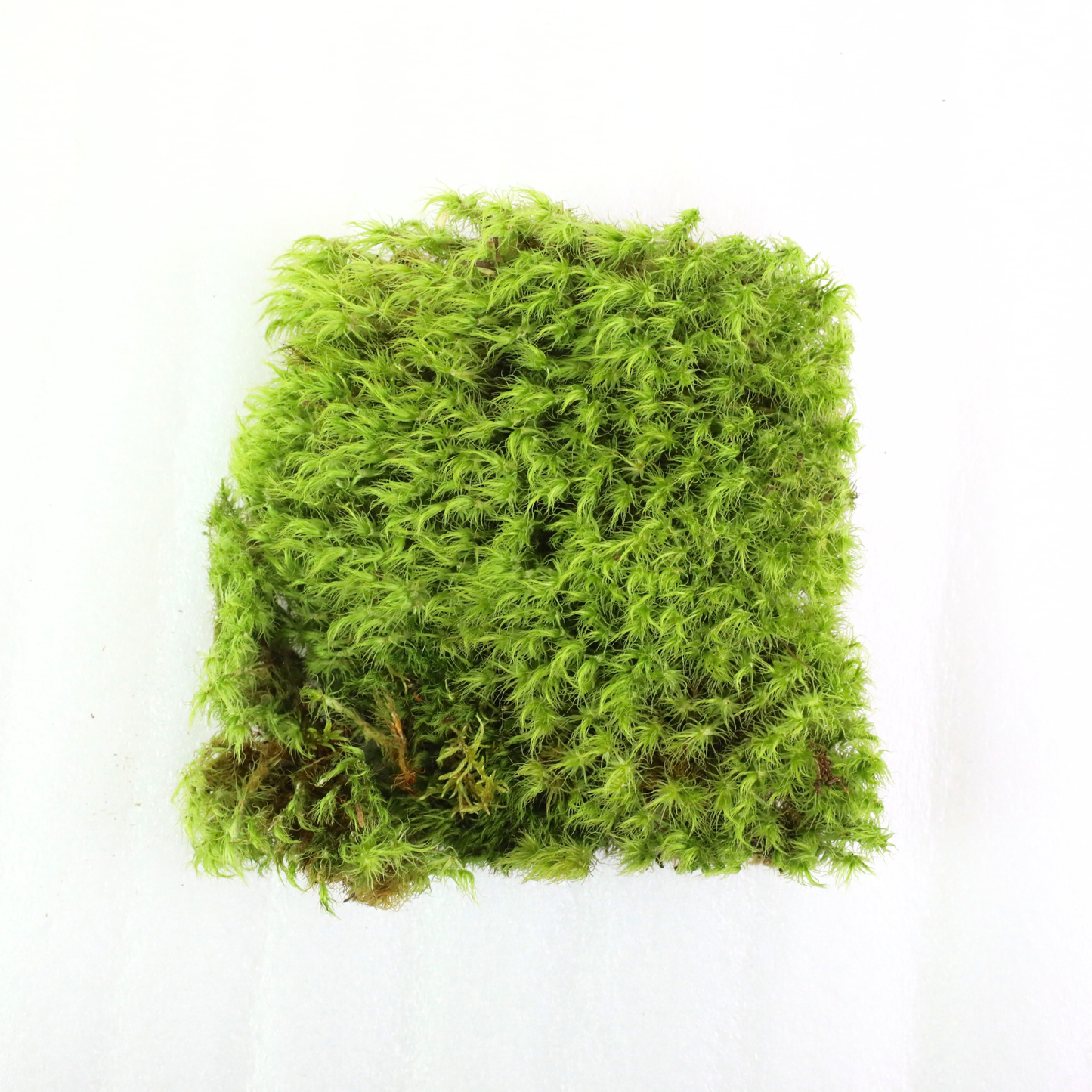 Mossify Mood Moss Live