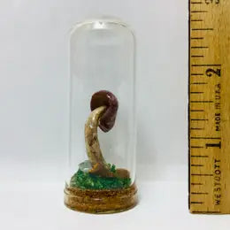 Mushroom Curio Real Fungi 2.75"
