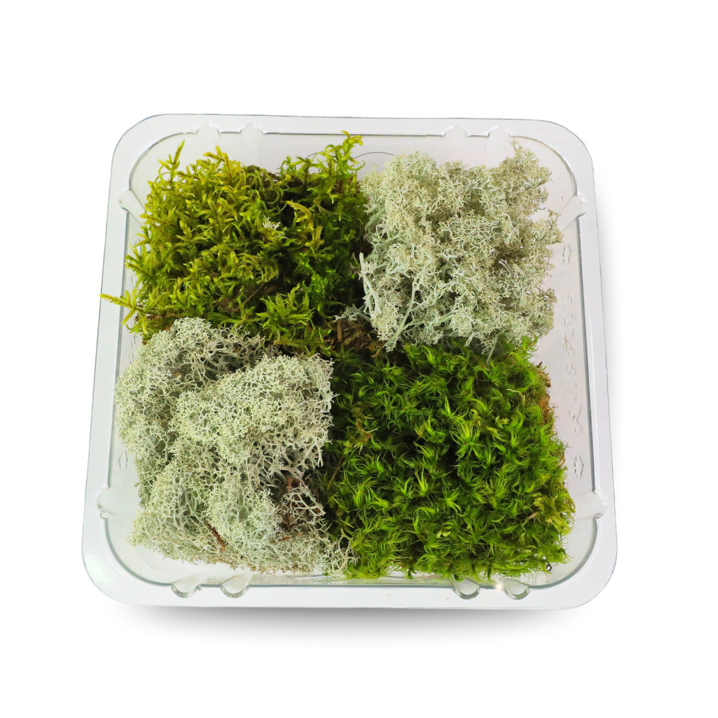 Mossify Revita-Moss 4 Pack Live