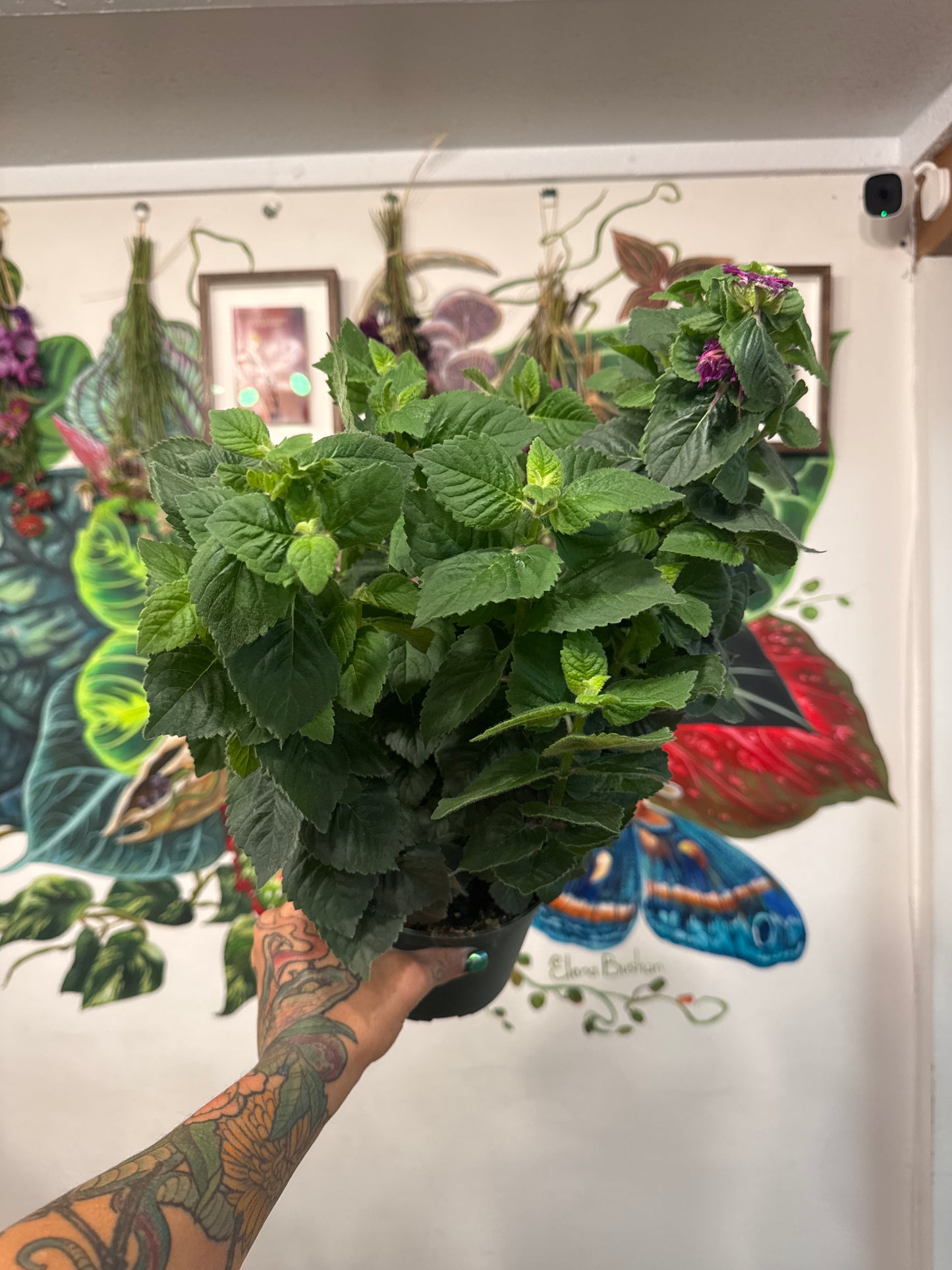 Bee Balm 6" | Garden Seedling