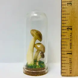 Mushroom Curio Real Fungi 2.75"
