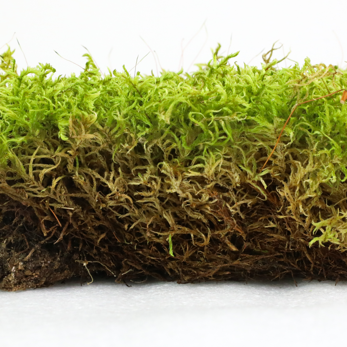 Mossify Forest Moss Live