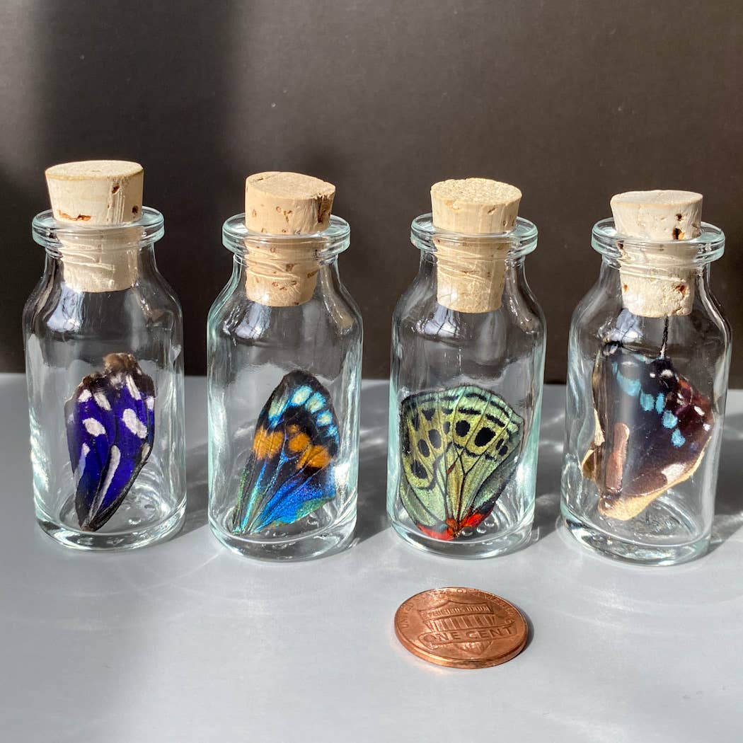Curiosities | SMALL Butterfly Wing Specimen