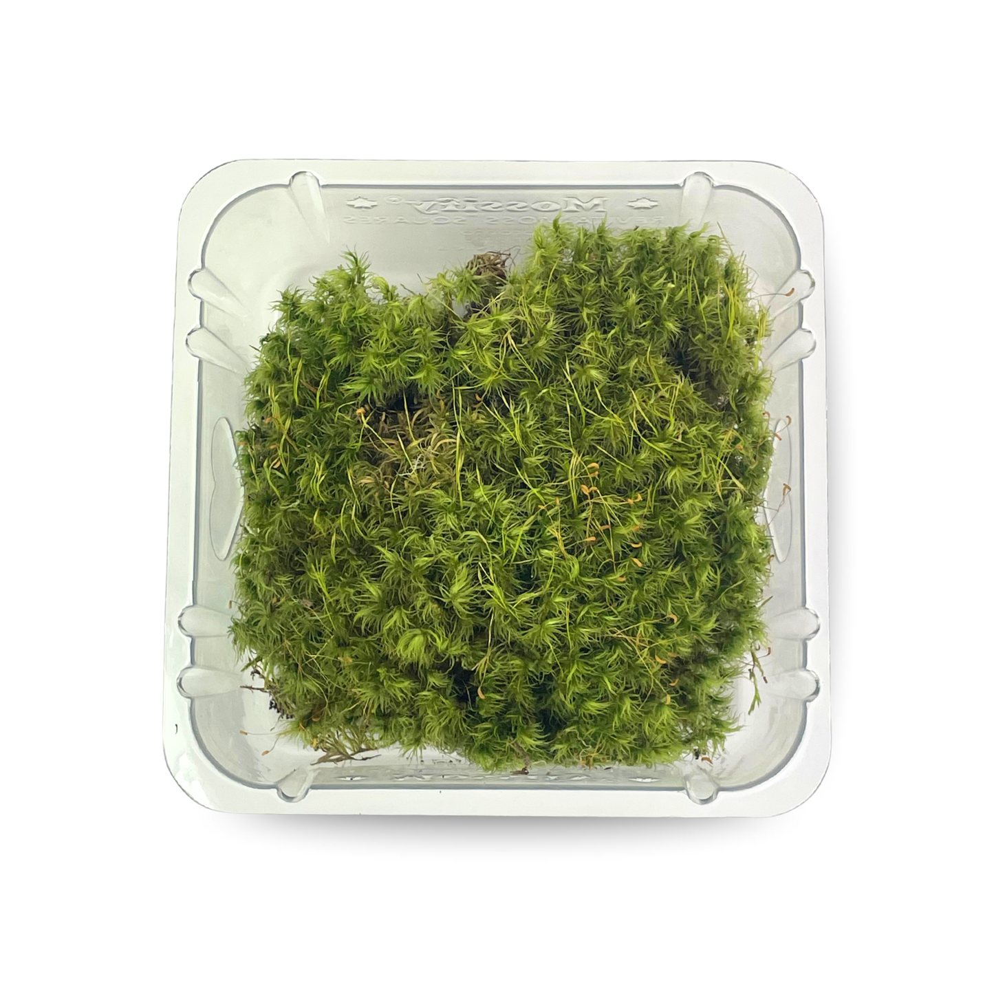 Mossify Mood Moss Live