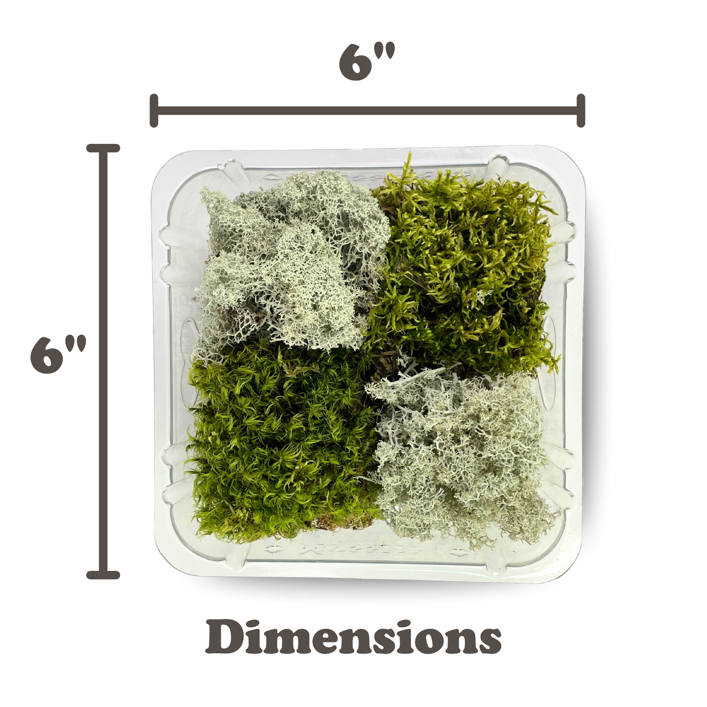 Mossify Revita-Moss 4 Pack Live