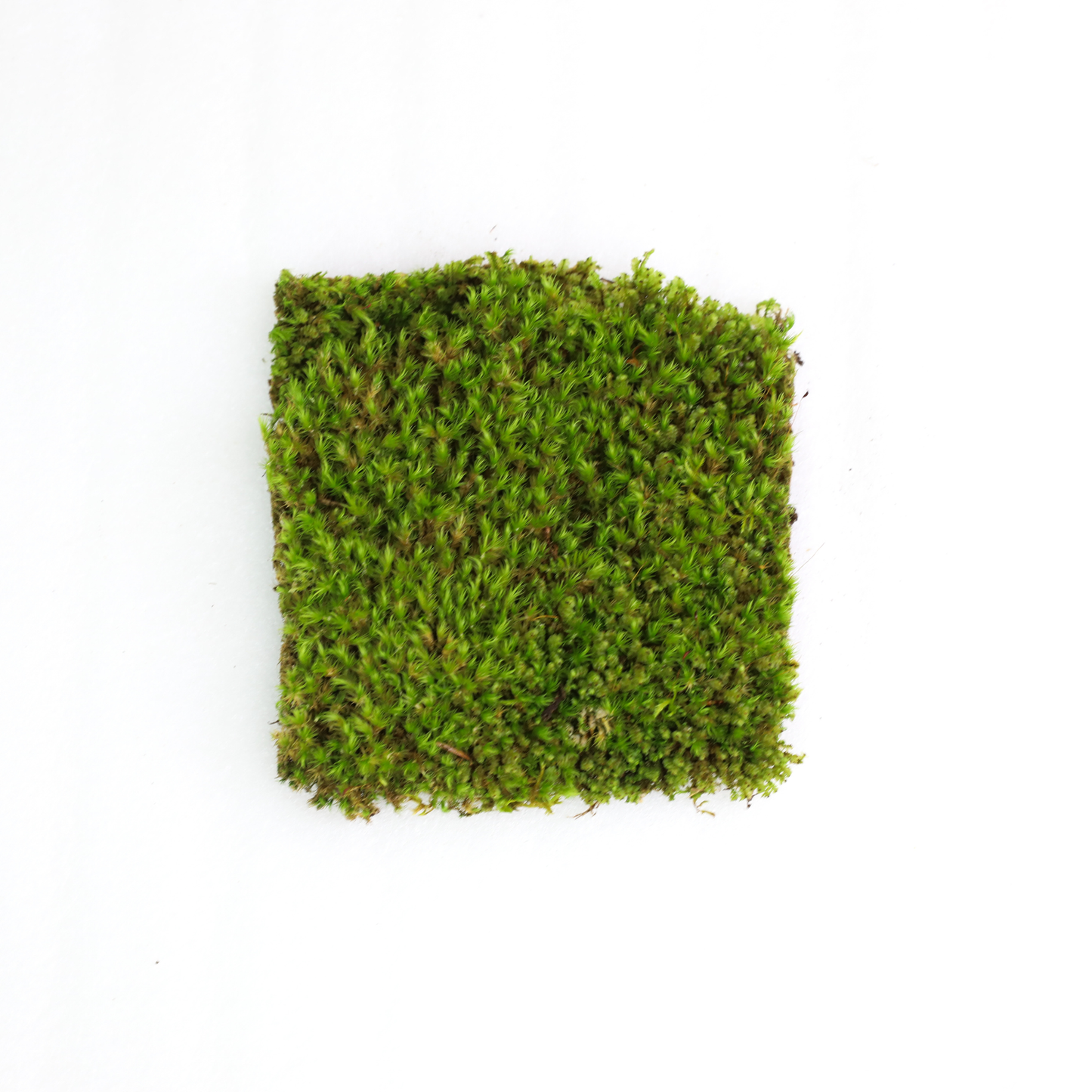 Mossify Mood Moss Live