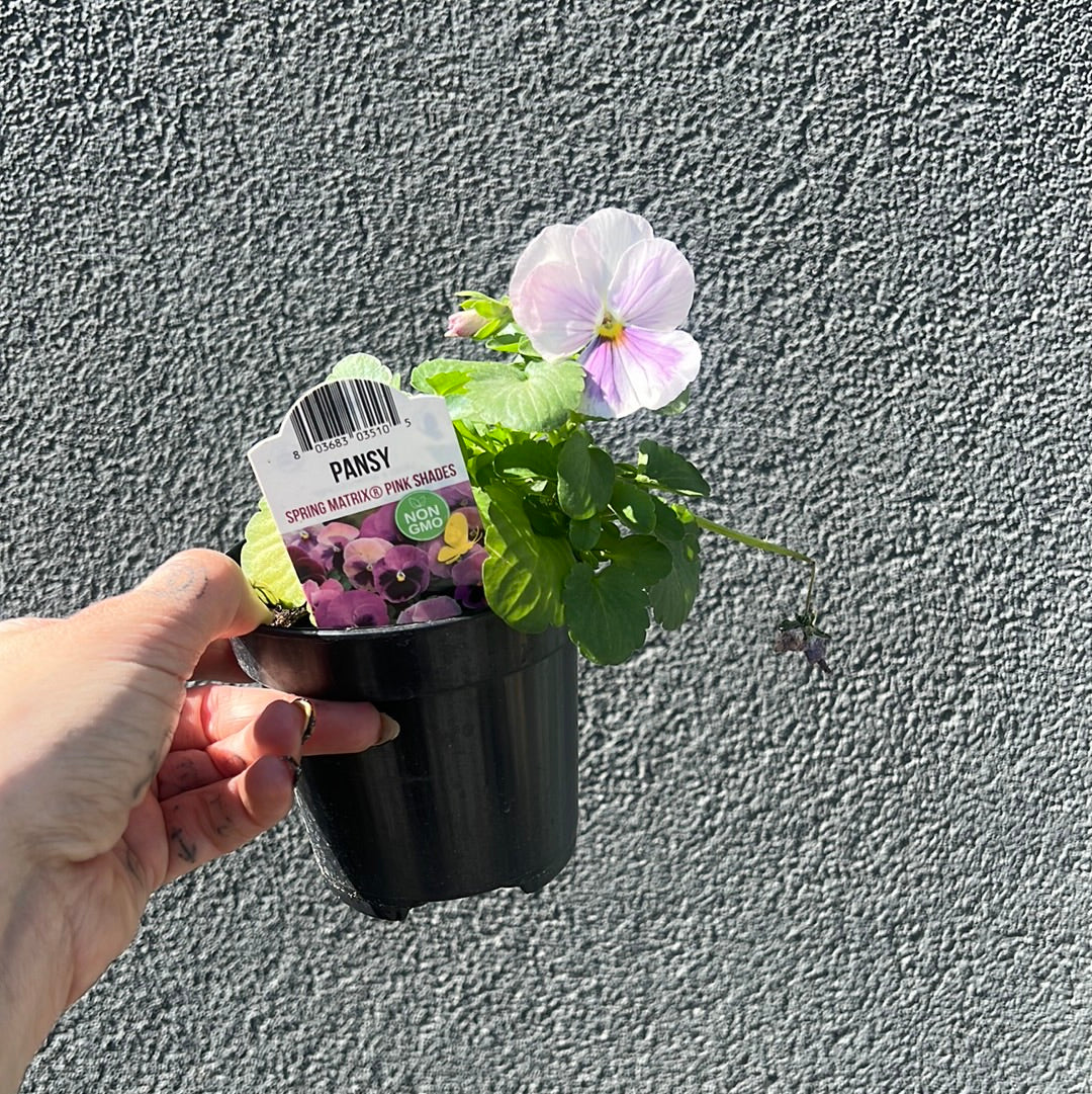 Pansy & Violas| Garden Seedling