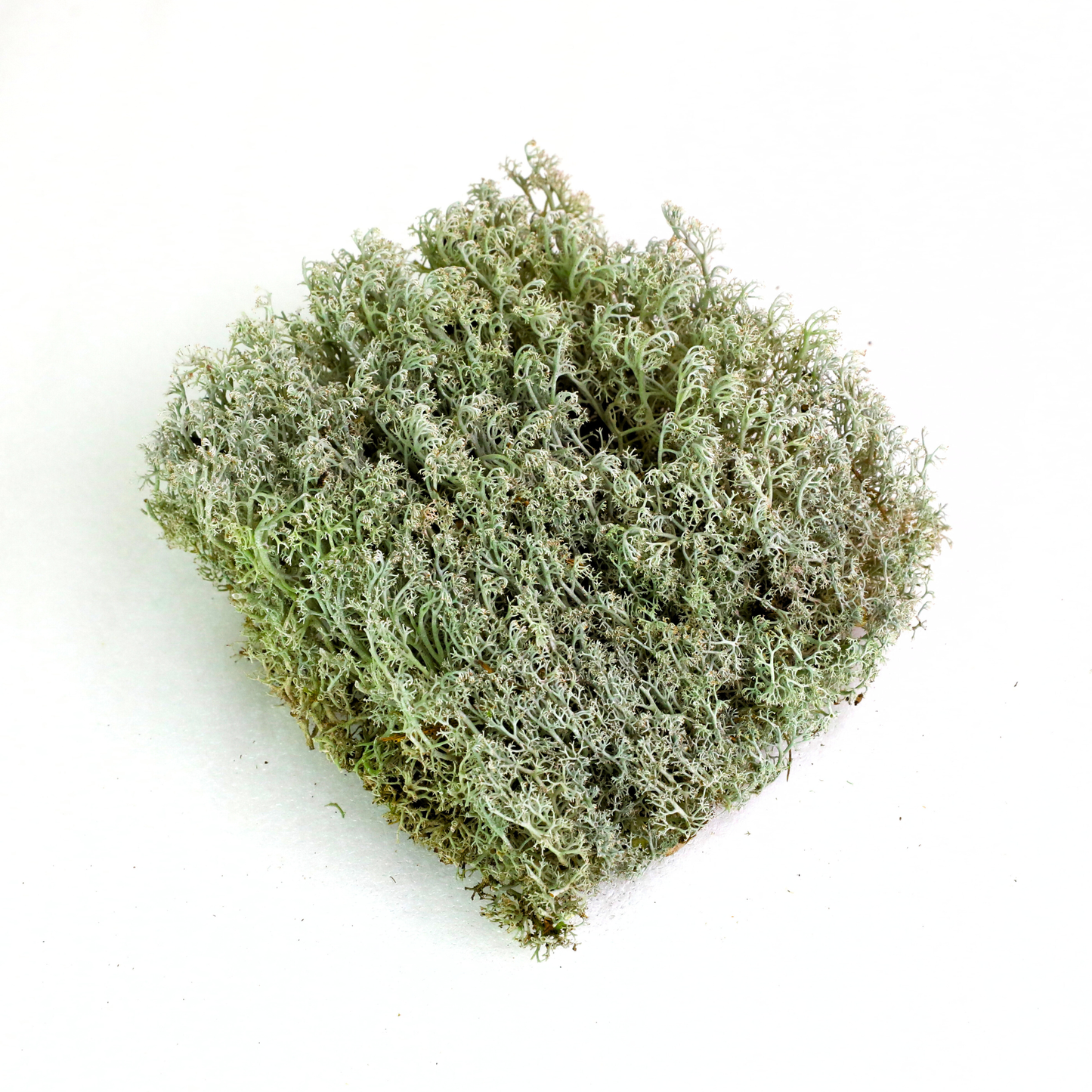Mossify Lichen Live Moss