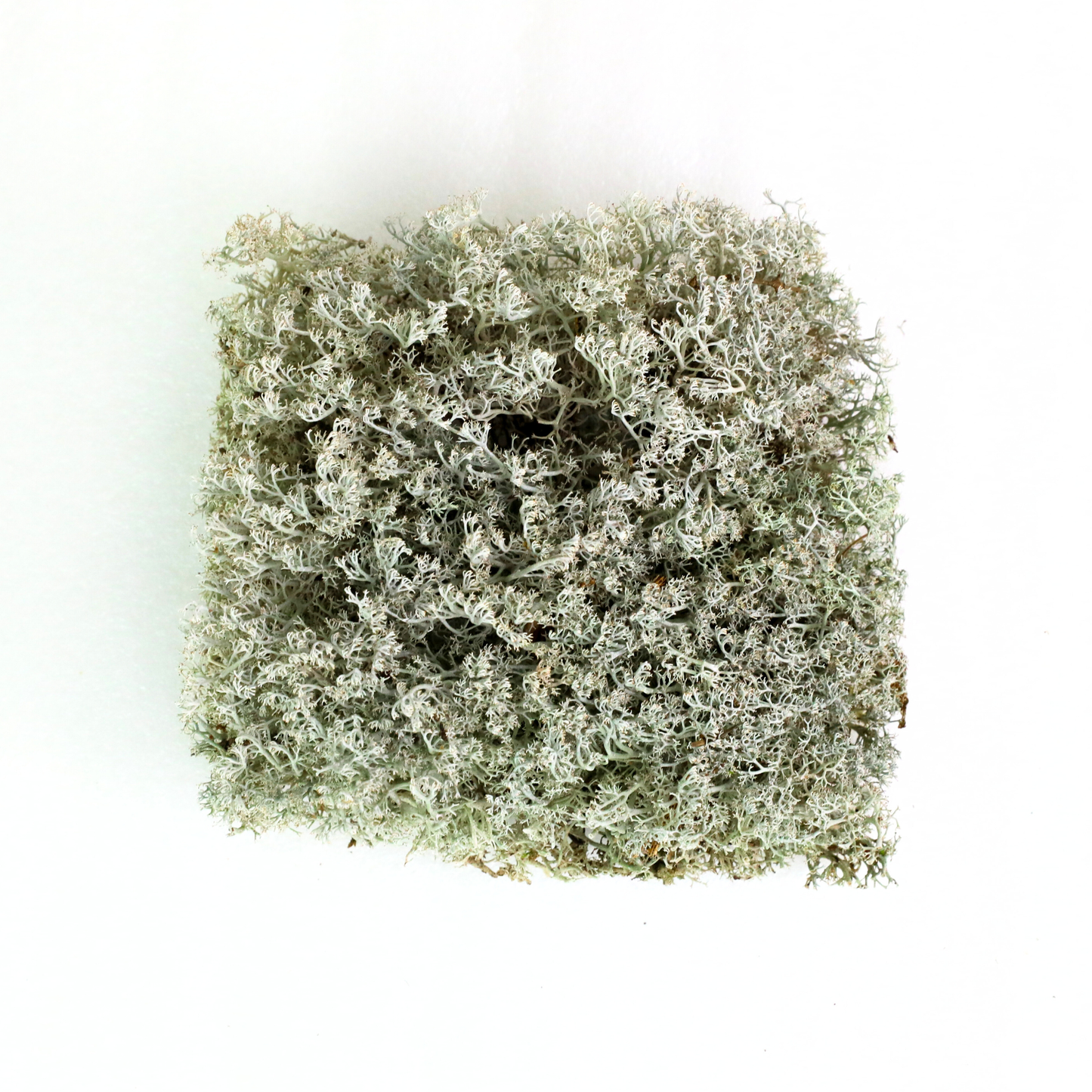 Mossify Lichen Live Moss