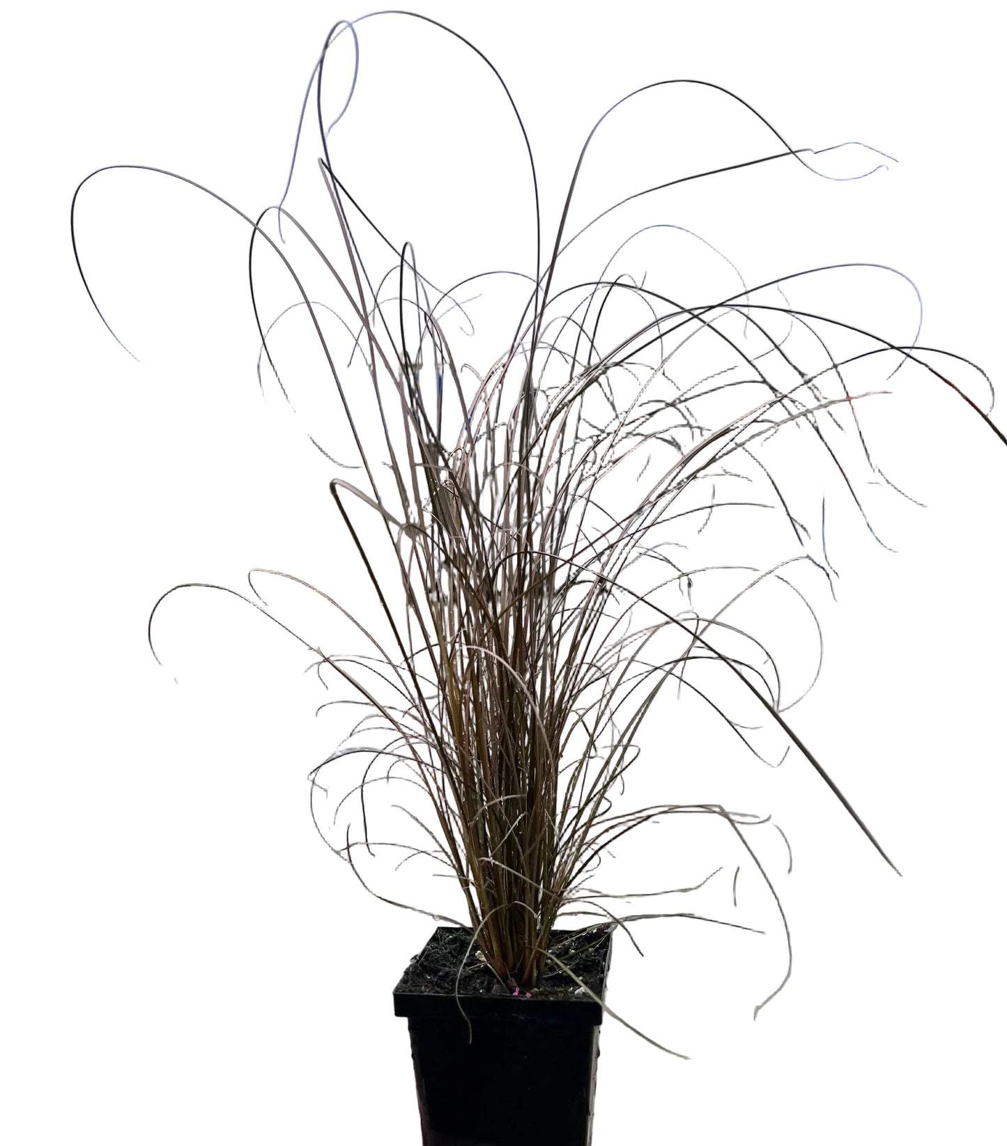 New Zealand Sedge Grass 4.5” | Garden Seedling