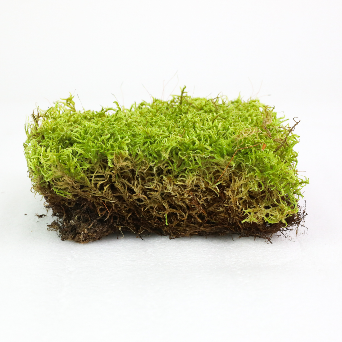 Mossify Forest Moss Live