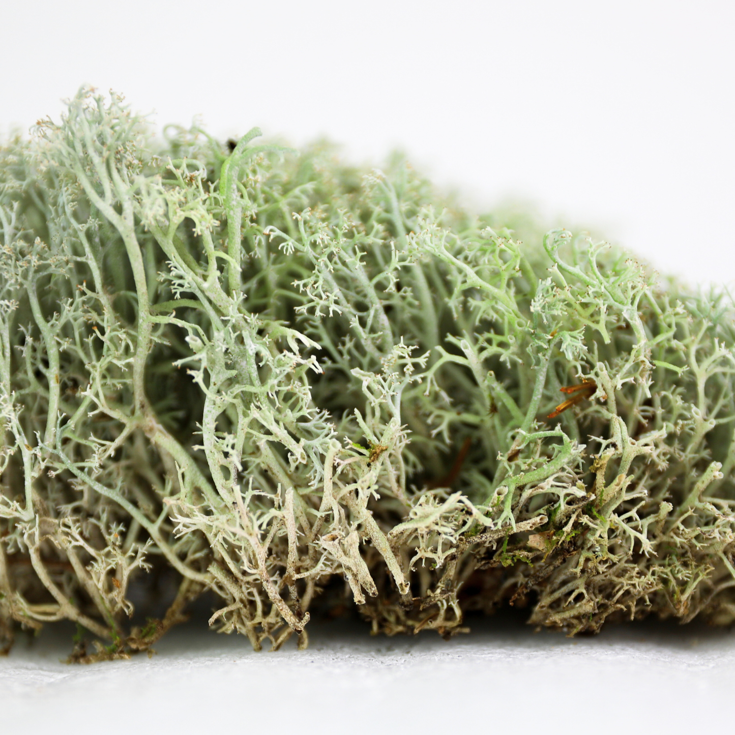 Mossify Lichen Live Moss
