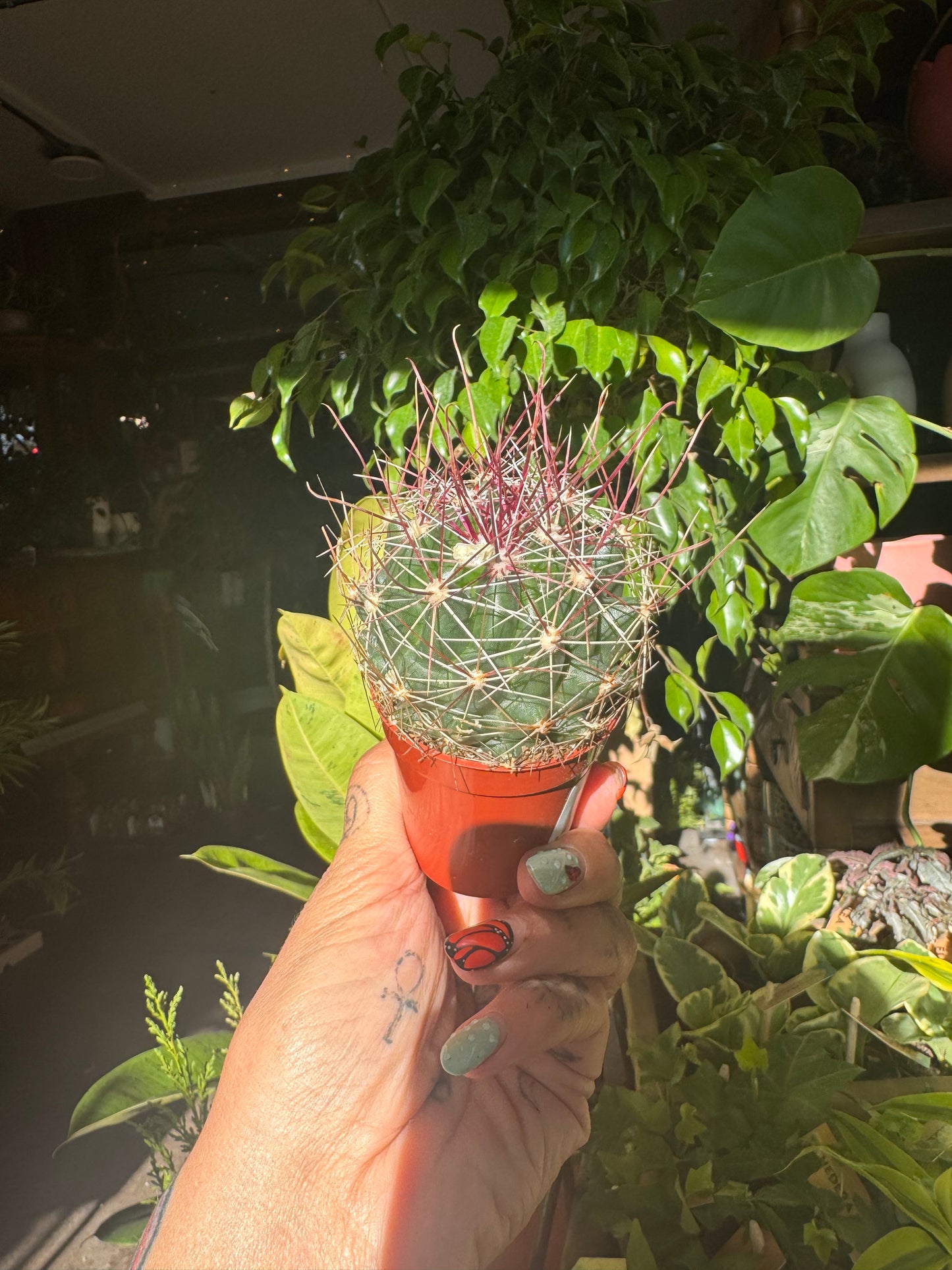 2.25” Cactus Mix