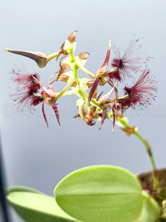 Orchids | Bulbophyllum Barbigerum