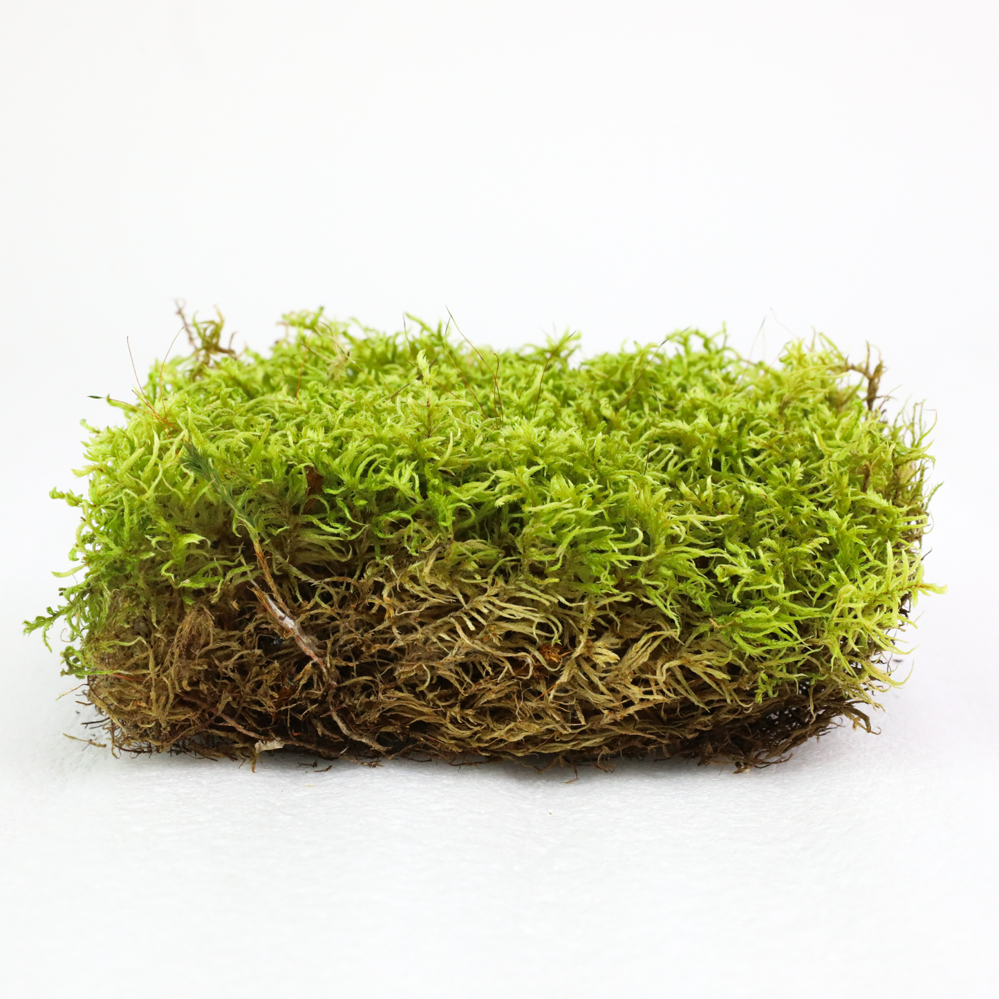 Mossify Forest Moss Live