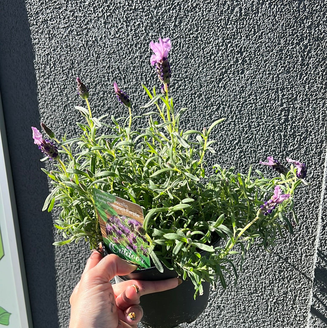 Lavender | Garden Seedling