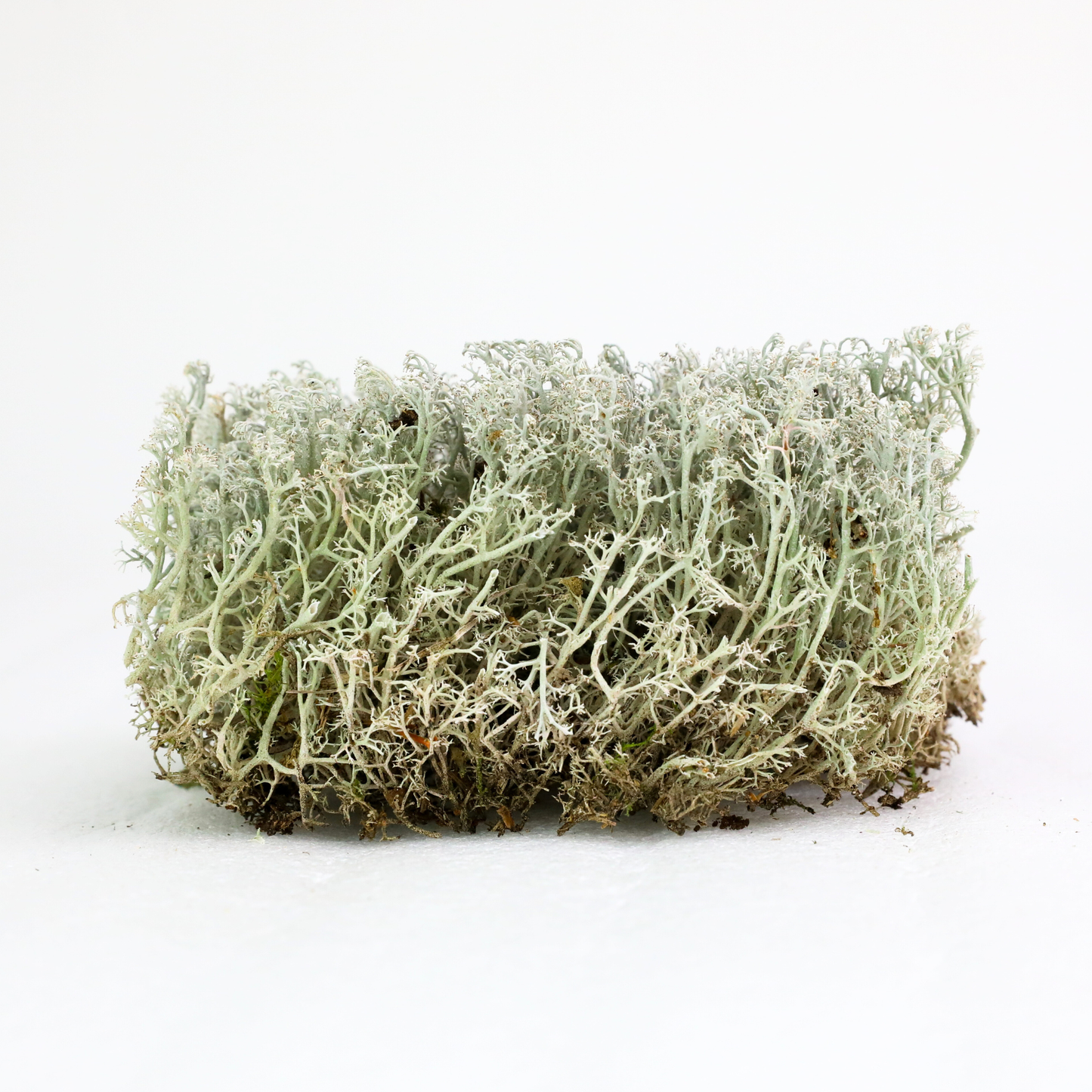 Mossify Lichen Live Moss