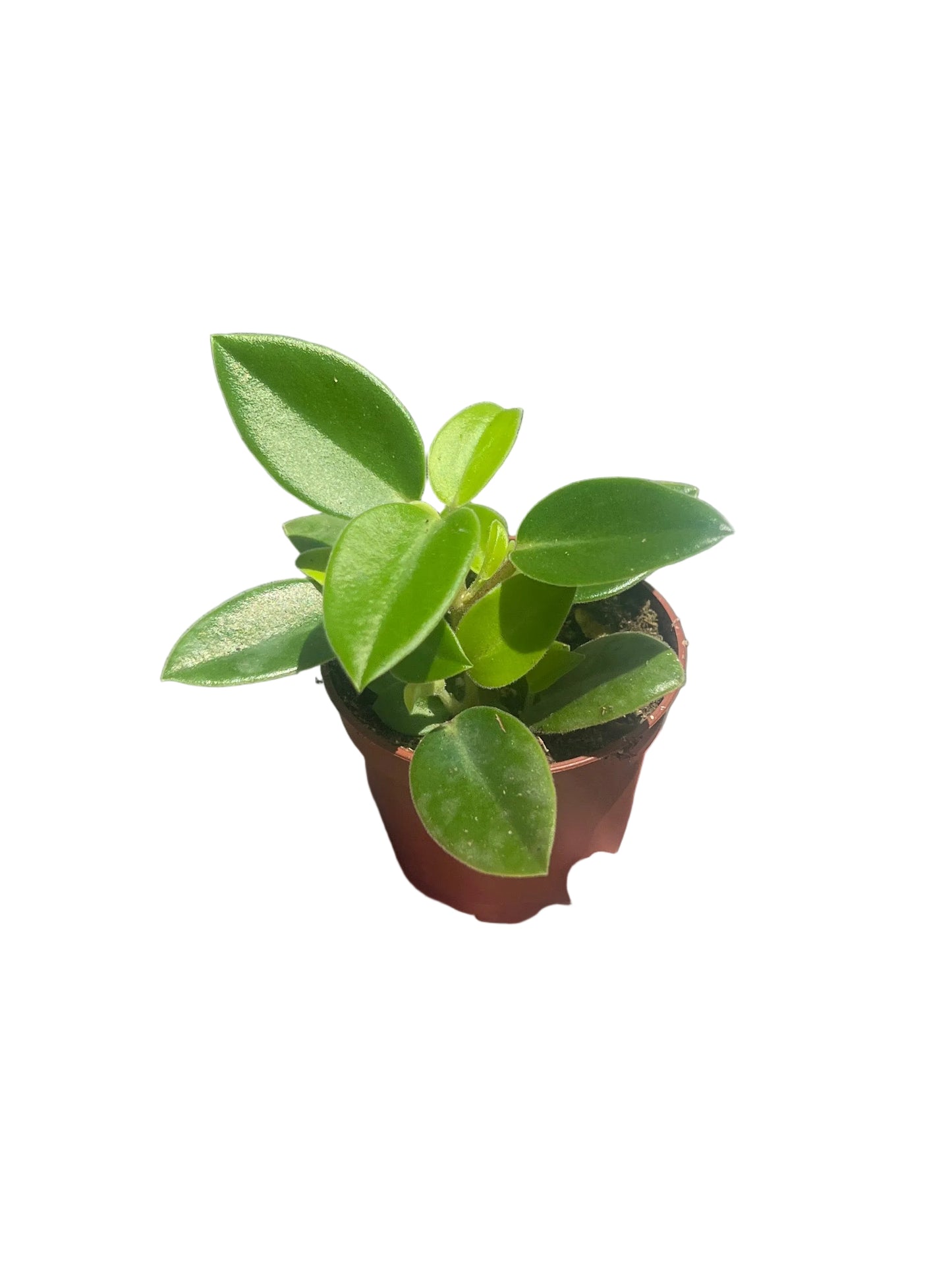 Peperomia | Pixie Lime
