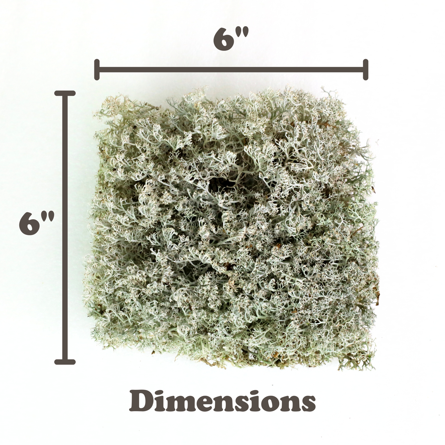 Mossify Lichen Live Moss