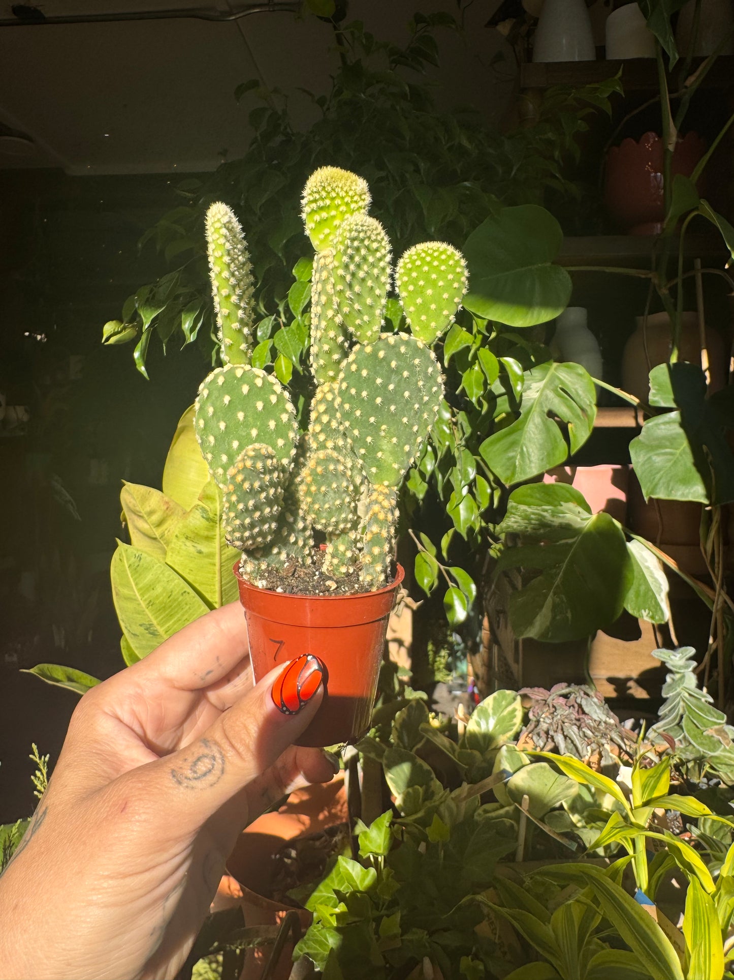 2.25” Cactus Mix