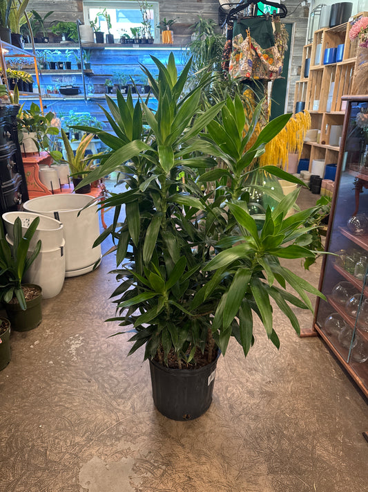 Dracaena | Song of India