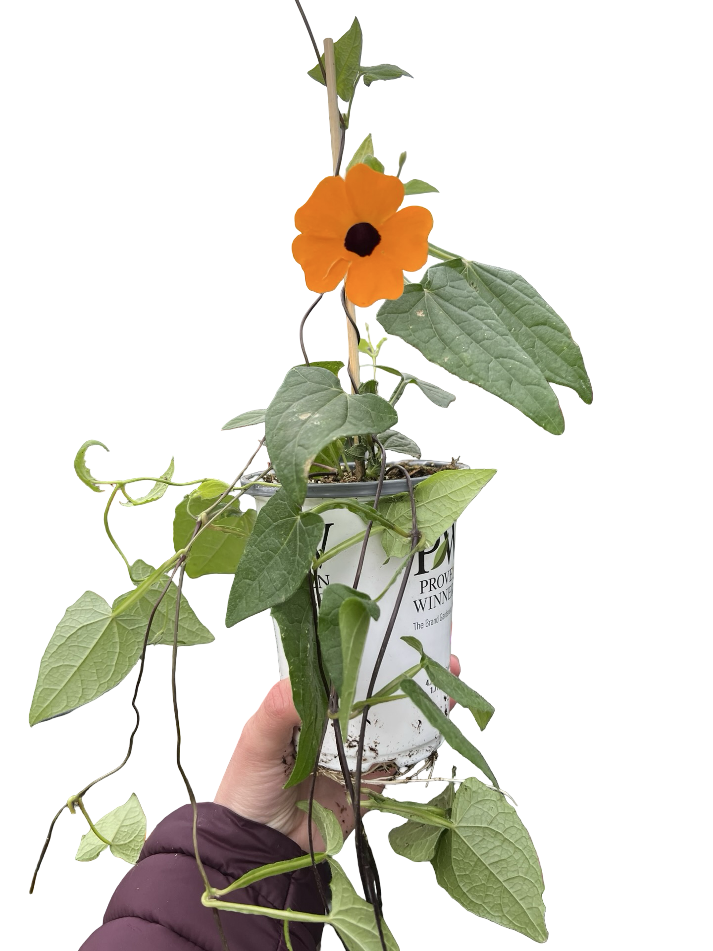Thunbergia | Garden Seedling