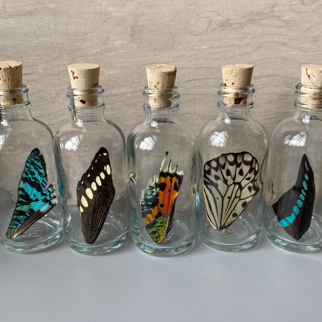 Curiosities | XL Butterfly Wing Specimen
