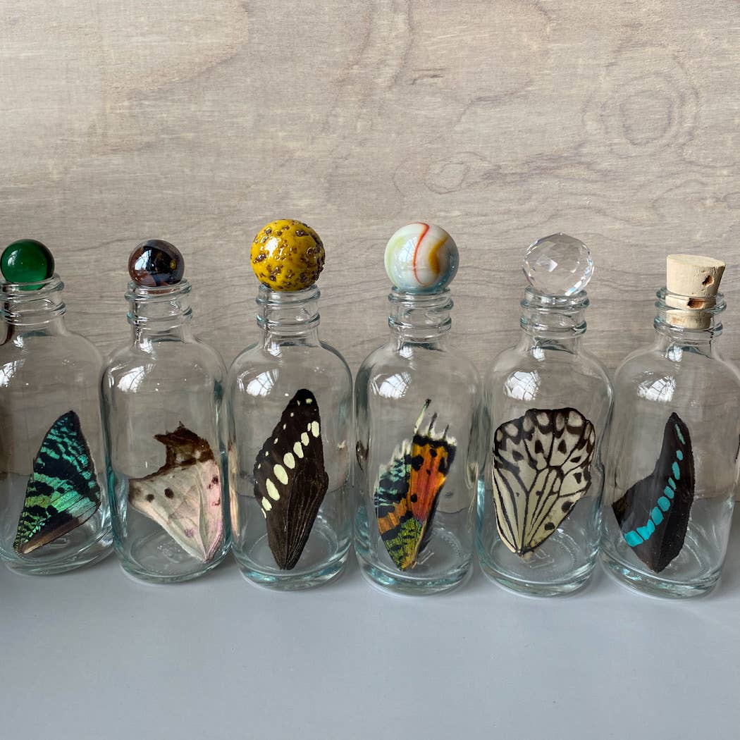 Curiosities | XL Butterfly Wing Specimen