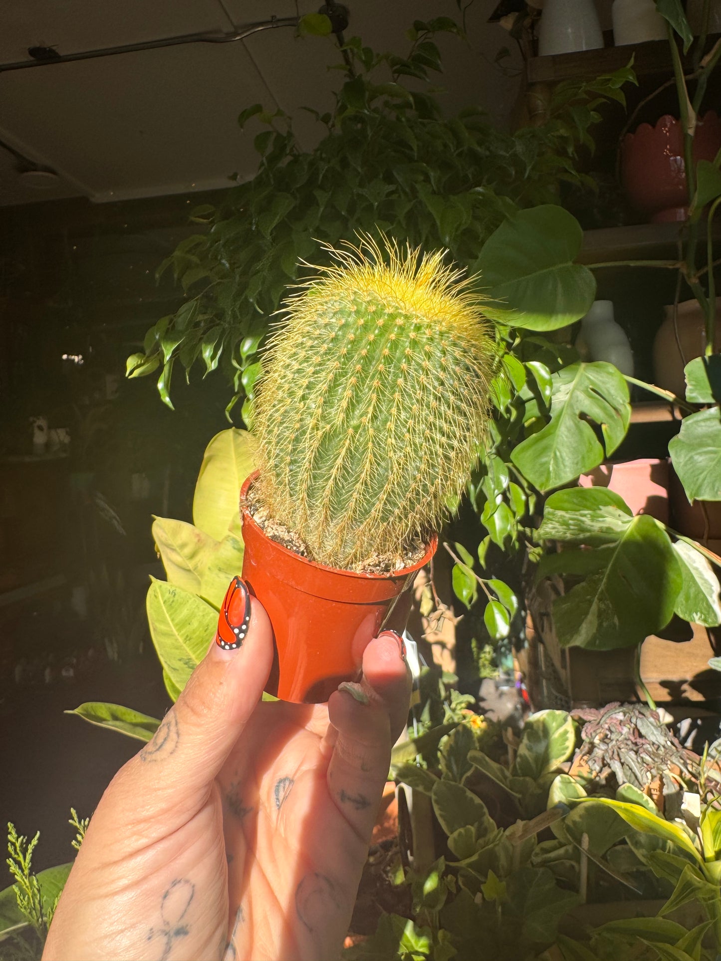 2.25” Cactus Mix
