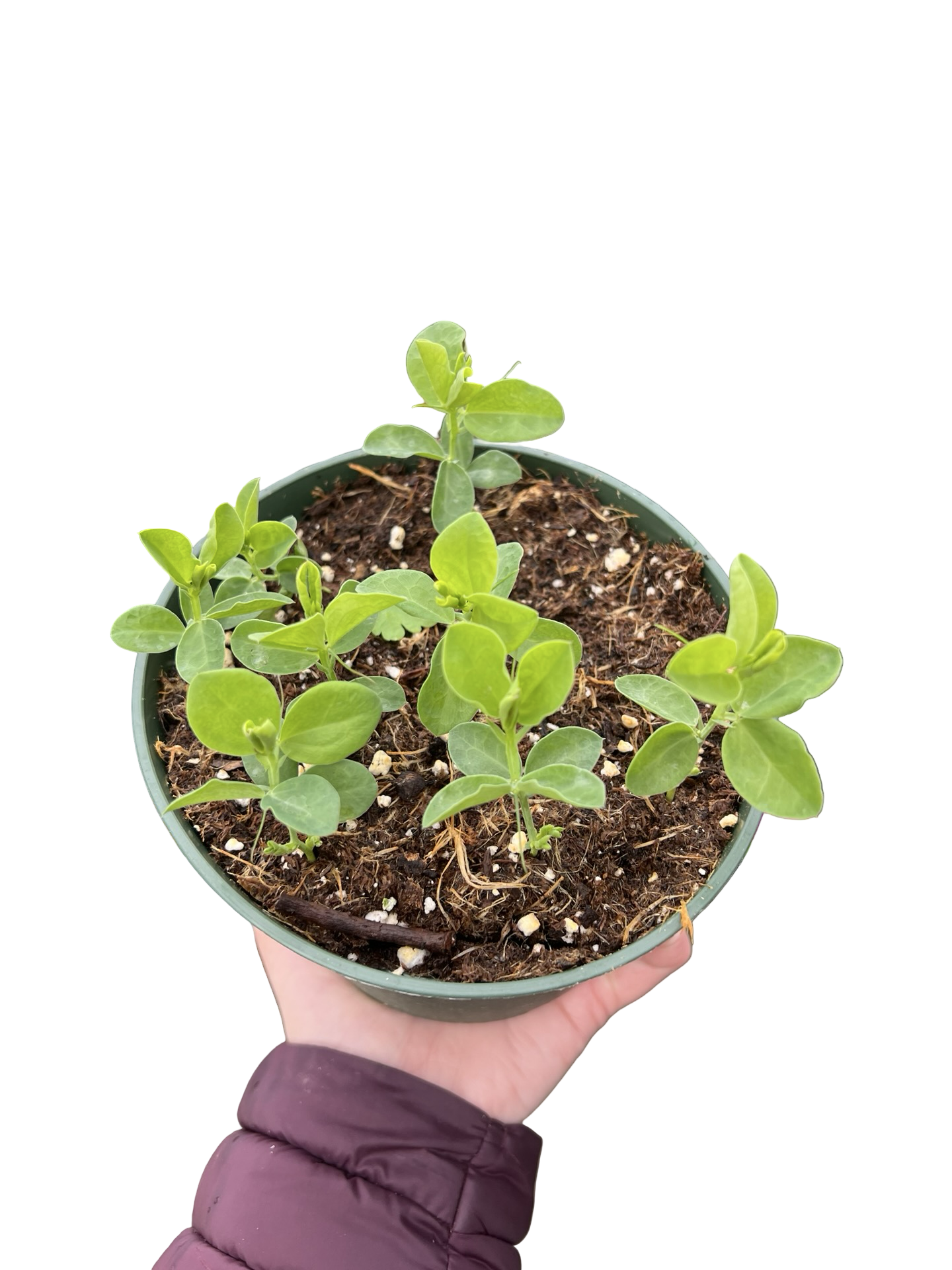Sweet Pea | Garden Seedling