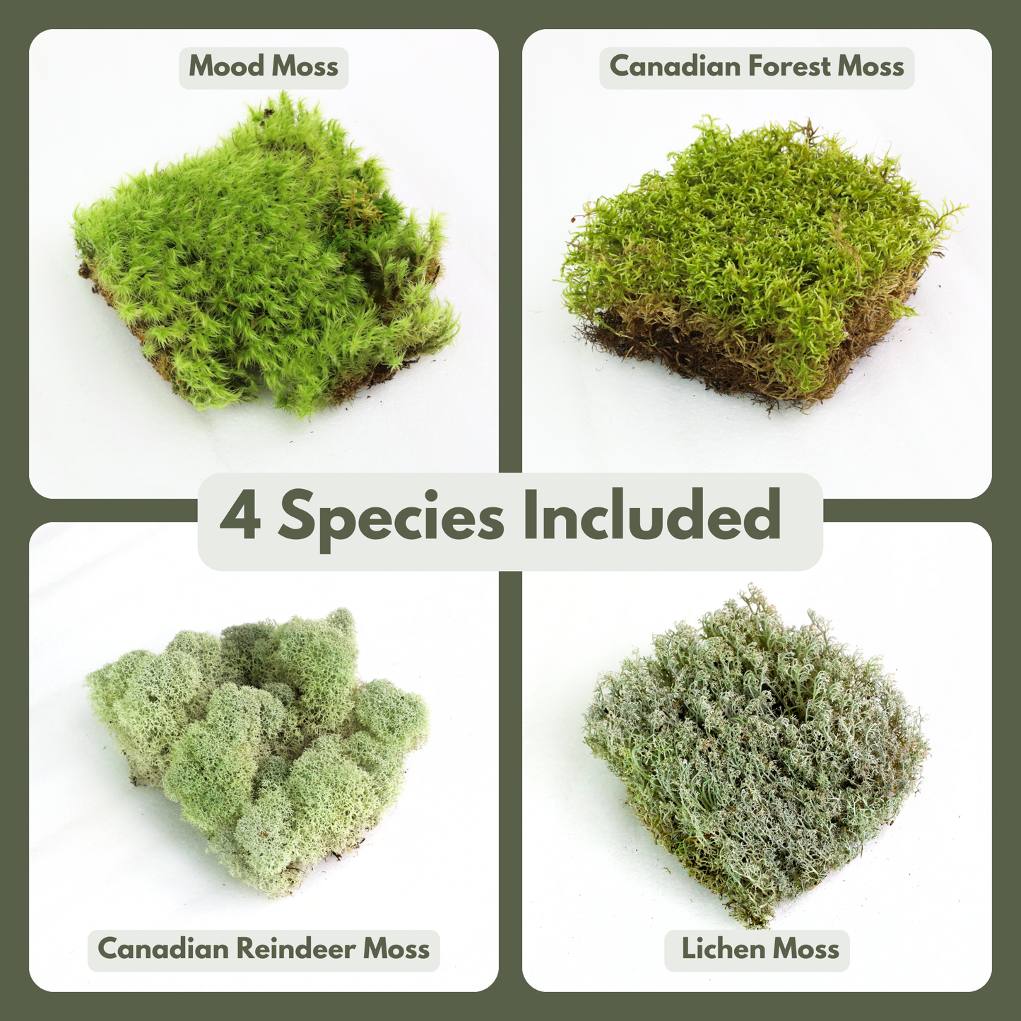 Mossify Revita-Moss 4 Pack Live