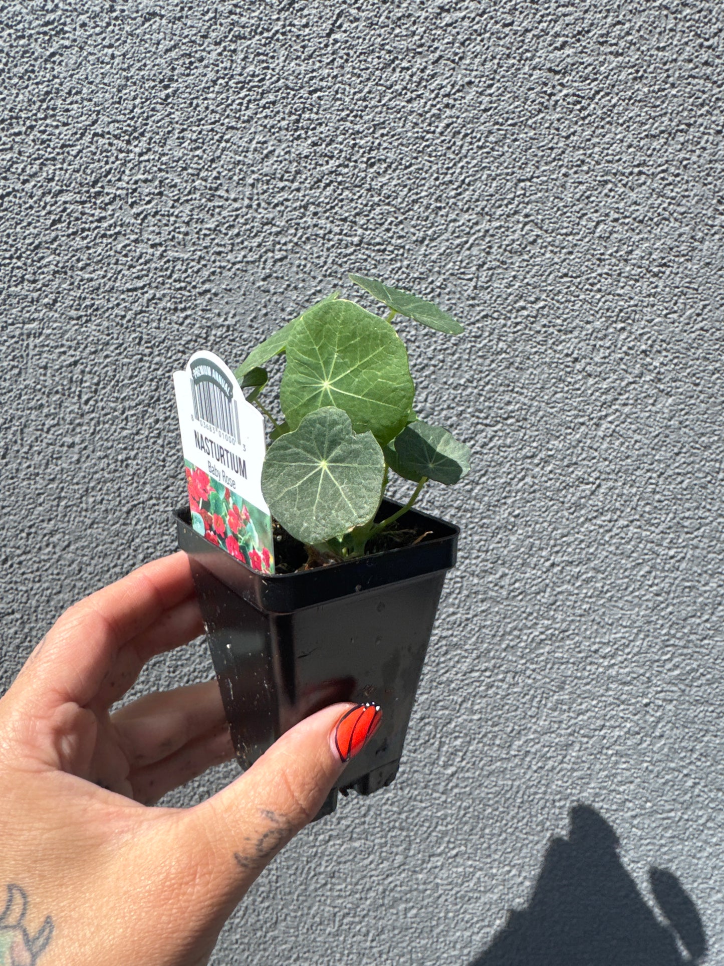 Nasturium 2.5" | Garden Seedling