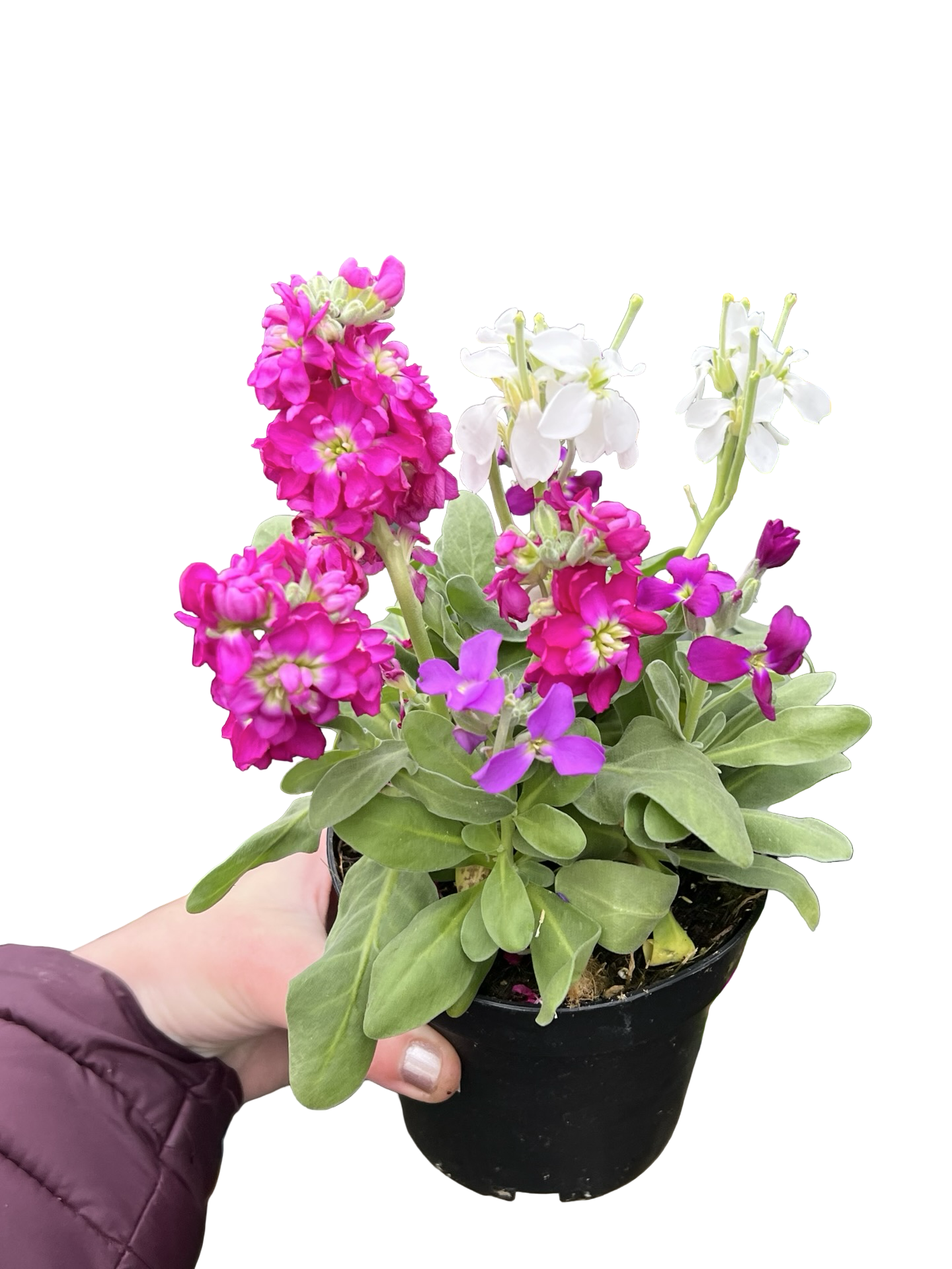 Stock Vintage Mix | Garden Seedling
