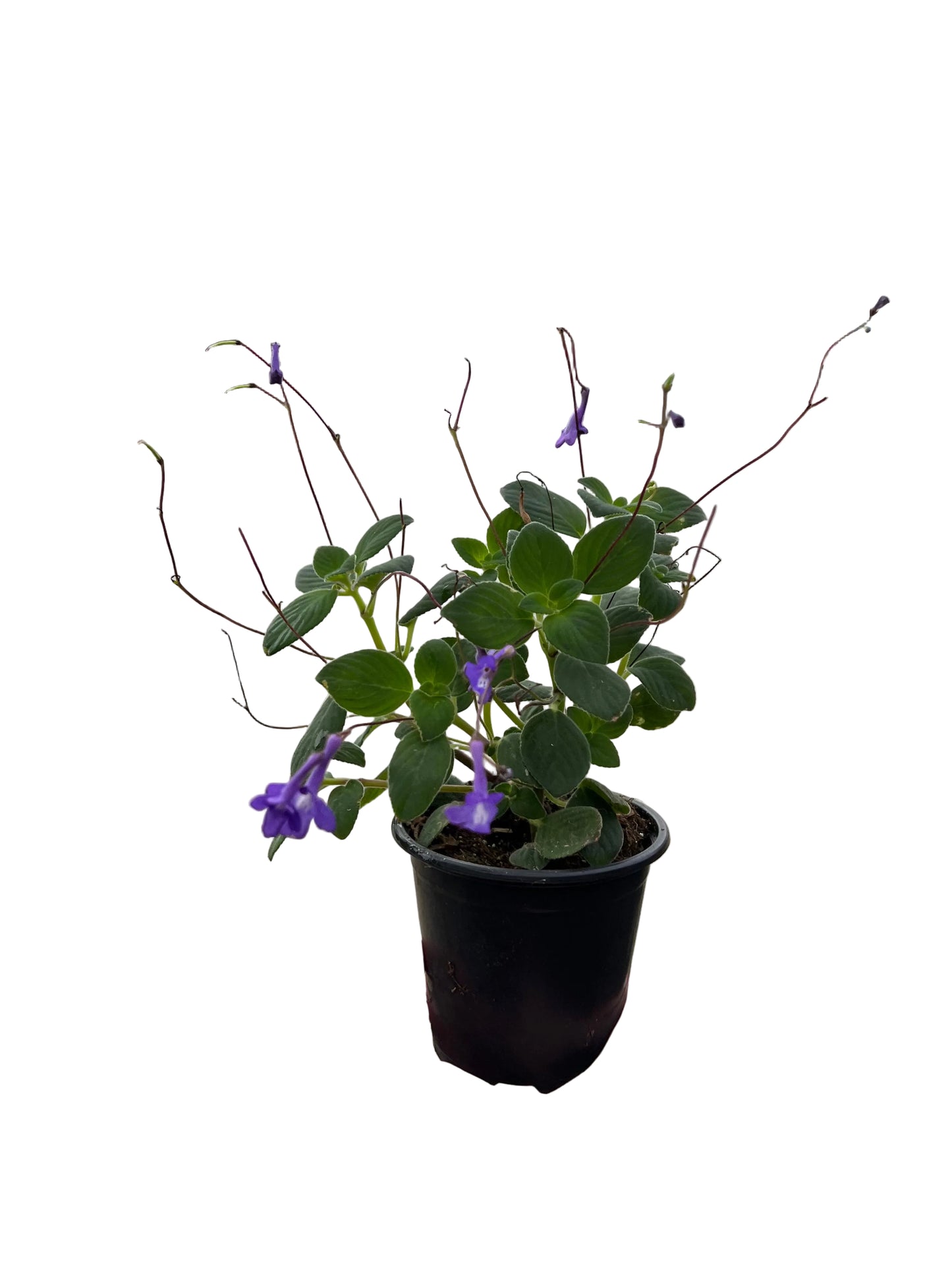 Streptocarpella | Garden Seedling