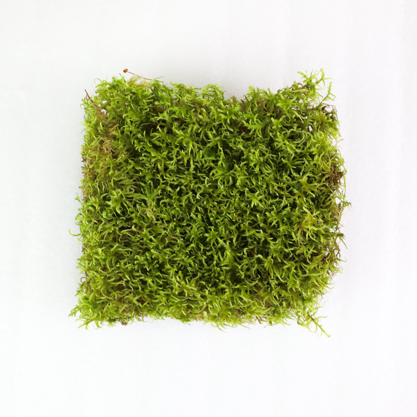 Mossify Forest Moss Live