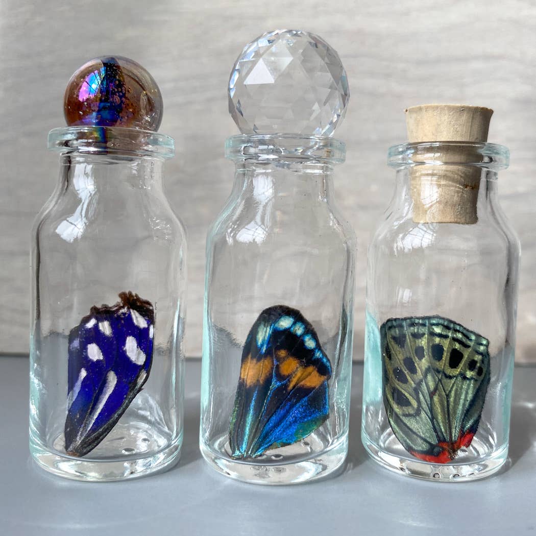 Curiosities | SMALL Butterfly Wing Specimen