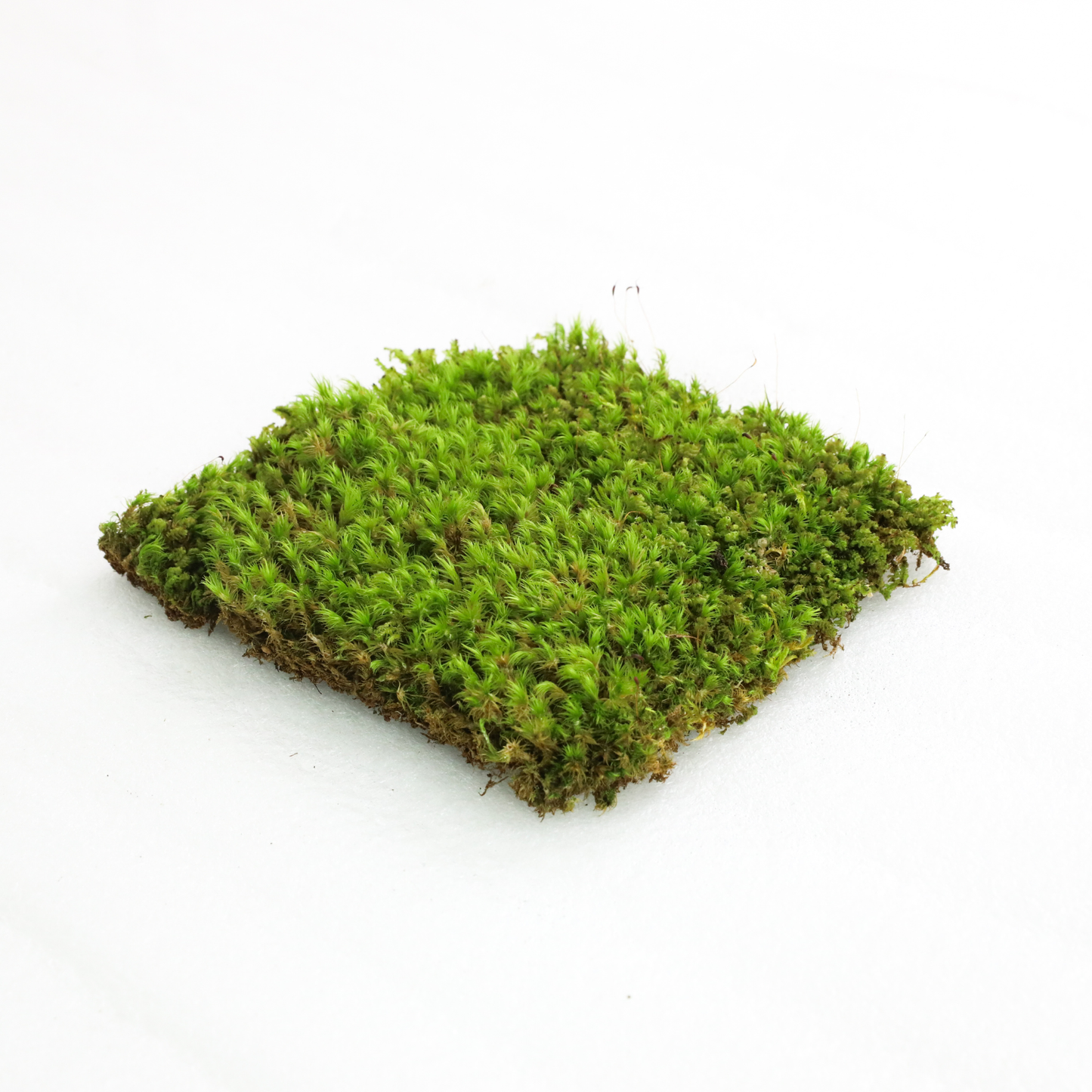 Mossify Mood Moss Live